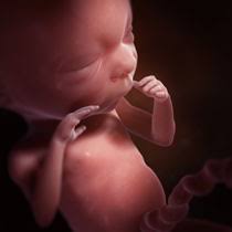 Le réseau nerveux de notre bébé se peaufine, et son cerveau est désormais câblé à l'aide de circuits neuronaux. Developpement Du Foetus 2e Trimestre