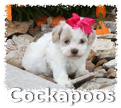 See more ideas about cockapoo puppies, cockapoo, puppies. Cockapoo Puppies For Sale Denning Farms Cockapoo Breeder Houghton Ia