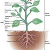See more ideas about drawings, flower drawing, plant drawing. 1