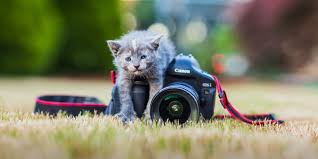 We did not find results for: Pet Photography Tips Ideas For Your Cat Dog Photoshoot Bidun Art