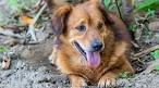 40 Times Corgis Mixed With Other Breeds, And The Result ...