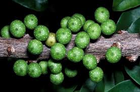 Image result for Ficus tremula