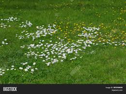 Maybe you would like to learn more about one of these? Meadow Flowers White Image Photo Free Trial Bigstock