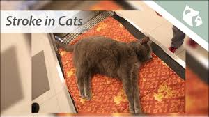 According to the national stroke association, a stroke occurs when there is a disruption of blood flow to the brain, depriving brain cells of their oxygen in order to definitively diagnose a stroke, an mri or cat scan may be recommended to rule out other brain diseases that can cause similar clinical signs. Signs Of A Stroke In Cats Vlog 15 Southeast Veterinary Neurology Youtube