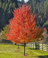 Brandywine maple sun valley maple red sunset maple october glory maple. Maple Tree Flowers Pictures How To Do Thing