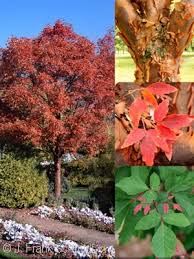 • ingestion of seeds (fruit) from acer negundo (box elder) tree and acer pseudoplatanus in europe are causative (fig. Zone Search Acorn Farms Wholesale Nursery Bulk Wholesale Trees Shrubs Perennials Roses Annuals For Green Industry