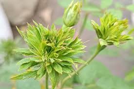 Image result for Clematis viridiflora