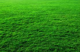 Only the best hd background pictures. Green Grass Background Green Grass Background Photos Grass Green Lawn Public Domain Nature Green C Green Grass Background Grass Background Grass Textures