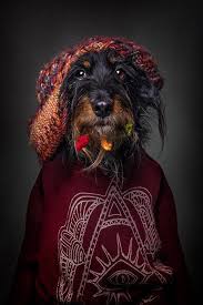 14 Photos Of Dogs Dressed In Human Clothing Based On Their Personalities Dog Wearing Clothes Dog Modeling Humans Clothes