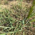 Image result for Eragrostis racemosa