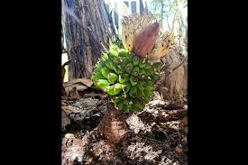 Maybe you would like to learn more about one of these? Fenomena Pohon Pisang Ajaib Tanpa Daun Dan Batang Berbuah 12 Tandan Ini Kata Ahli Halaman All Kompas Com