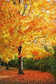 Check spelling or type a new query. 41 Autumn Painting Ideas Landscape Scenery Autumn Scenery