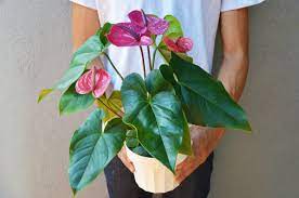 Anthurium Pink 6 Pot Pink Plant Anthurium Plants