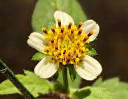Image result for Bidens pilosa