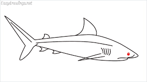Draw two long, curving lines extending from the back of the head. How To Draw A Baby Great White Shark Step By Step For Beginners