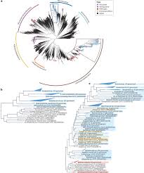 Image result for Buchnera affinis