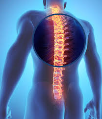 The vertebral column runs the length of the back and creates a central area of recession. Thoracic Spine Anatomy Shimspine