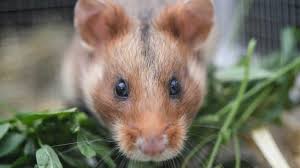 Although it's possible to get hantavirus infection from a mouse or rat bite, such infections are rare. Das Wissen Wir Uber Das Hantavirus Quarks De