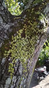 Image result for Pyrrosia