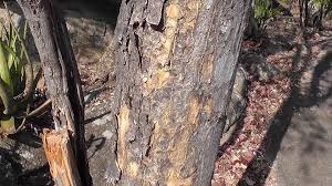 Image result for Ptaeroxylon obliquum