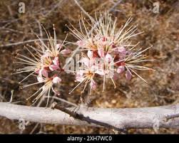 Image result for Combretum mossambicense