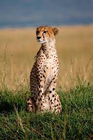 Cheetah Animals Beautiful Animals Wild Wild Cats