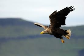 Eagles normally build their nests in tall trees or on high cliffs. Birds Of Prey Ulster Wildlife