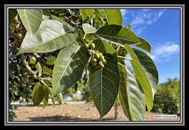 Image result for Ficus amadiensis