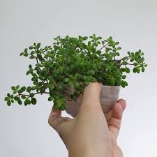 Image result for Crassula expansa