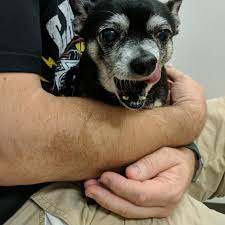 Other carecredit providers near you. Swift Creek Animal Hospital 279 Recommendations Raleigh Nc