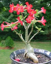 Check spelling or type a new query. Rosa Del Desierto Adenium Obesum Www Plantasyjardines Es