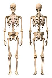 Having trouble finding good references? Anatomy Of Male Human Skeleton Front Digital Art By Leonello Calvetti