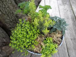 Several species are shrubby or climbing forms or, rarely, small trees. Herbs Home Garden Information Center
