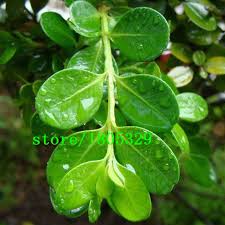 Image result for Buxaceae