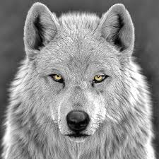 Wolf On Instagram Wow How Beautiful Is This For More Wolf Content Please Kindly Follow Us Wolf Passions In 2020 Wolf Dog Wolf Hybrid Beautiful Wolves