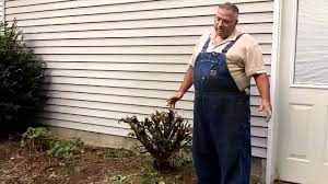 The same pruning technique can be used if they are planted as a specimen. You Can Trim Your Burning Bush Way Back Youtube