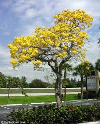Several of florida's most popular small, flowering trees are easy to grow. Tabebuia Caraiba Tabebuia Argentea Silver Trumpet Tree Toptropicals Com