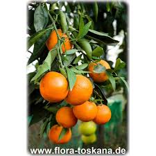 Image result for Citrus reticulata