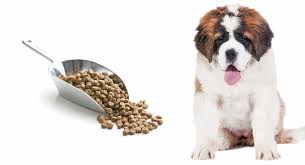 Feeding A St Bernard Puppy The Right Diet For A Giant Breed