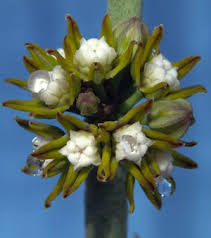 Image result for Cynanchum praecox