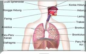 Fungsi Faringfungsi Laring Fungsi Tenggorokanfungsi Bronkusfungsi Bronkiolusfungsi Alveolus Brainly Co Id