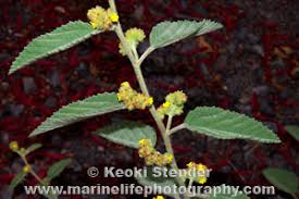 Image result for Waltheria indica