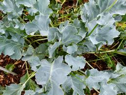Image result for Crambe