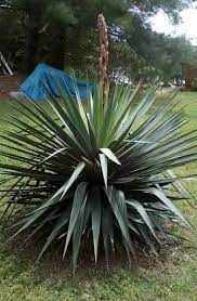 Varieties Of Yucca What Are Different Yucca Plants Used For Yucca Plant Unusual Plants Plants