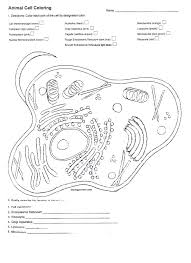 More sketches take a peek at some of the sketches created by our users, are you a sketchite? Animal Cell Colouring Worksheet Total Update