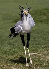 secretary bird beautiful birds pet birds birds