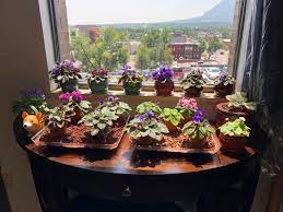 These are miniature varieties that happen to grow very small, typically a maximum diameter less than 3. My Miniature African Violet Obsession Gardening