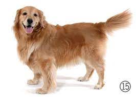 How To Decode Your Dogs Body Language Httppuppyexpressionstumblrcompost78837874667dog-body-language Golden Retriever Dog Gear Silicone Dog Bowl