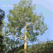 Image result for Albizia procera