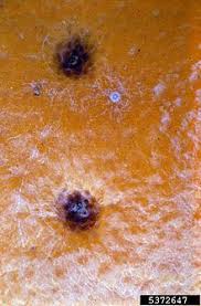 Oil and copper sprays can also control greasy spot. Citrus Black Spot Wikipedia